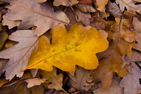 带有漂亮叶子的抽象秋季主题图片