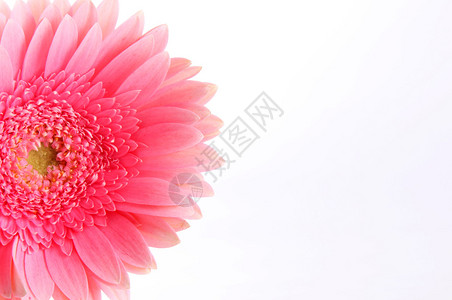白色背景上的粉红色花朵自然图像插入图片