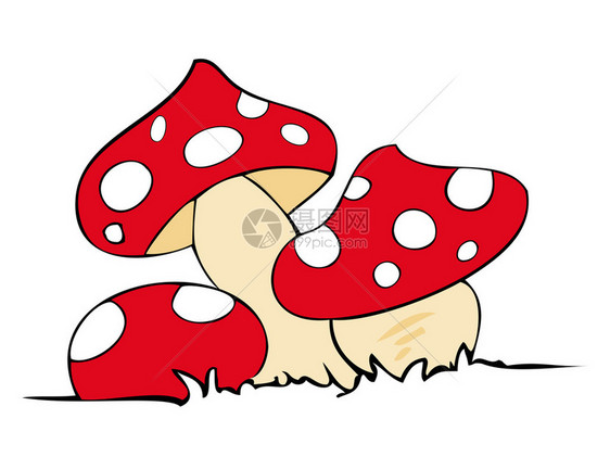 红毒蘑菇图片