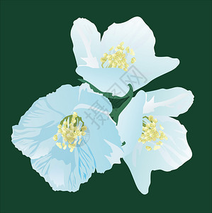绿色地上三朵茉莉花的插图图片