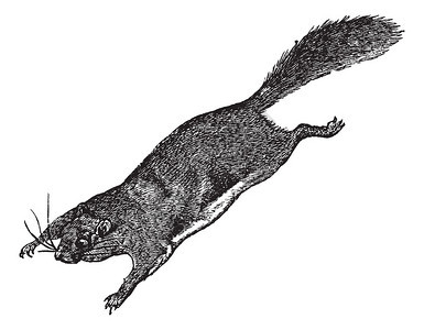 Squirrel或Pteromyini或Petauristini飞行图片