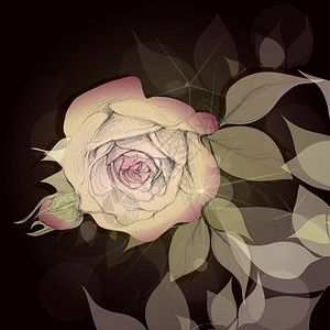 美丽的玫瑰花蕾图片