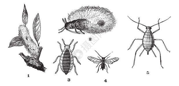 白粉虱蚜虫或植物虱子或绿蝇或黑蝇或粉虱插画