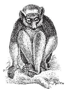 Indri或Babakoto或Indri坐在树枝上的原印插图文字和事物词典拉里夫和弗洛里图片