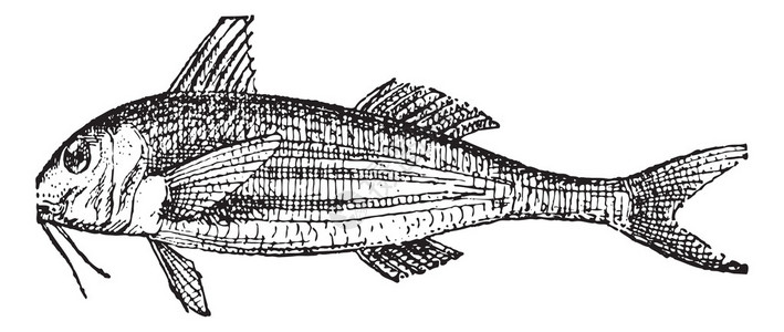 鲻鱼或灰鲻鱼图片