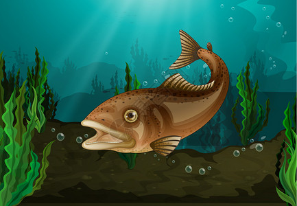 水下栖息地的淡水鱼图片