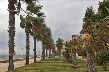 暴风吹动了海岸的棕榈树图片