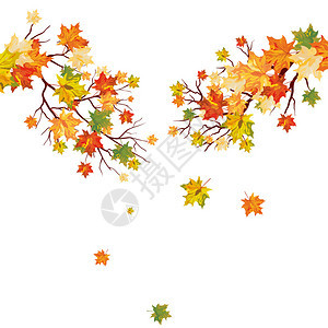 秋天的枫树落叶矢量图图片