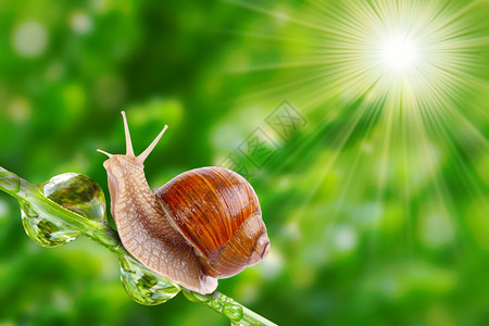 草上的可食用蜗牛Helixpomatia蜗牛为世界各地的许多人提供了一种容易获得的蛋白质来源图片与您背景图片