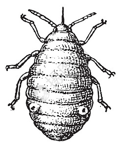 白粉虱蚜虫或植物虱子或绿蝇或黑蝇或粉虱插画