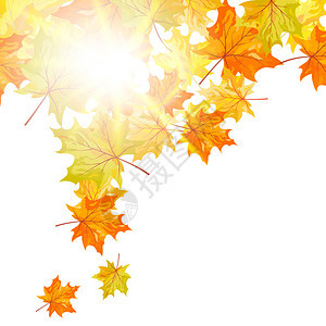 秋天落下的枫树叶矢量图图片