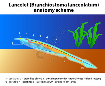 Lancelet分流体化学解剖方案矢量长片是PhylumChordata的成员图片