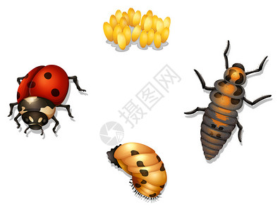 瓢虫生命周期的插图图片