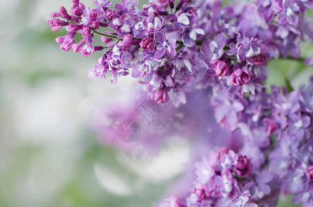 盛开的紫丁香春天的花朵壁纸图片