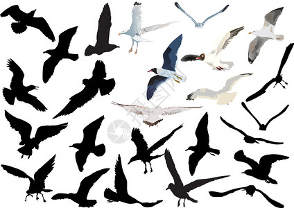 插图与孤立在白色背景上的海鸥图片