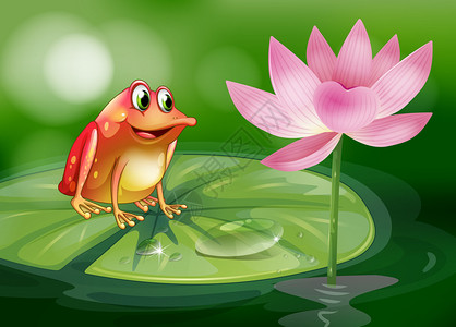 一只青蛙在睡莲上方的插图图片