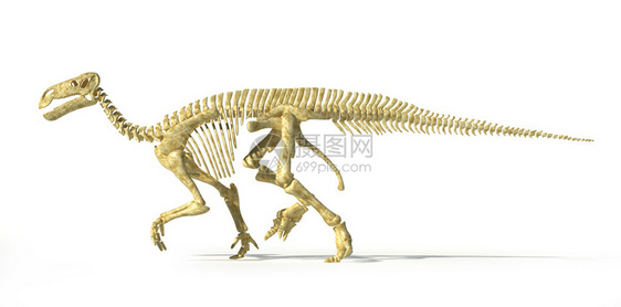 恐龙全骨架摄影现实和科学正确图片