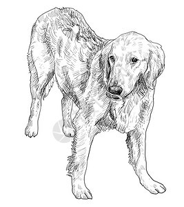年轻金毛猎犬的向量图片