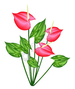 美丽的花朵红花或光绿叶上的火焰花的插图式心跳闪烁图片
