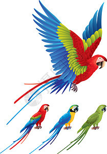 MacawParrot张展翅膀和树上色图片