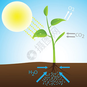光合作用方案Vect图片
