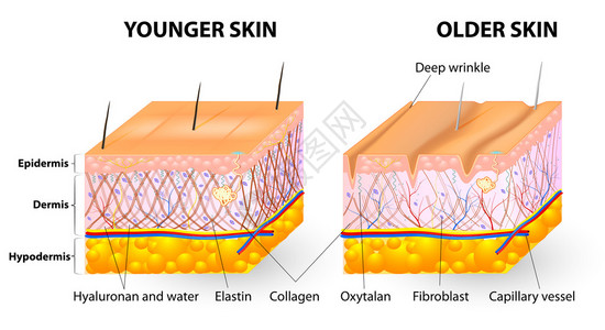 胶原蛋白和弹蛋白形成了真皮的结构图片