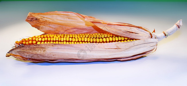玉米是中美洲土著人民在史前时期驯化的大型谷物作图片