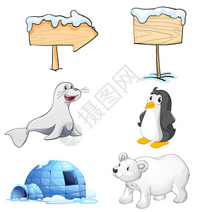 标志牌动物和在北极的冰雪上用白色背景标牌动物图片
