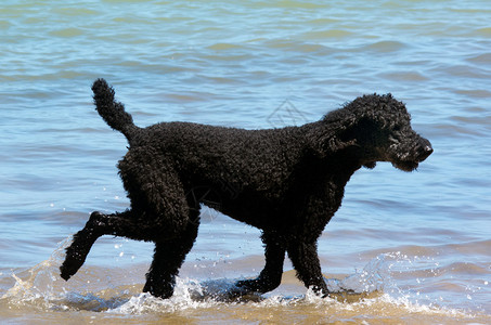 黑贵宾犬在沙滩上的水中行走图片