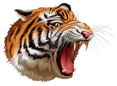 白色背景上咆哮的老虎头的插图图片