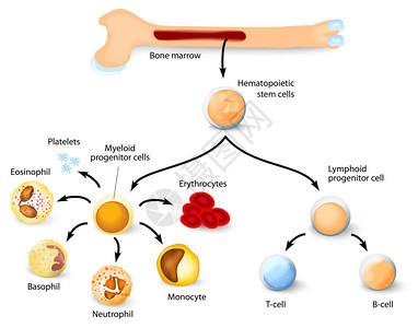 血细胞的形成与红骨髓中血型干细胞的区别不同图片