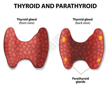 甲状腺和甲状旁腺图片