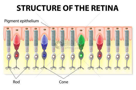 视网膜结构Rods和con图片