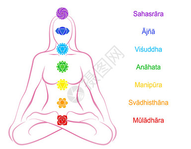 七个主要脉轮沿着冥想女相应身体区域串珠梵文名称在白色图片