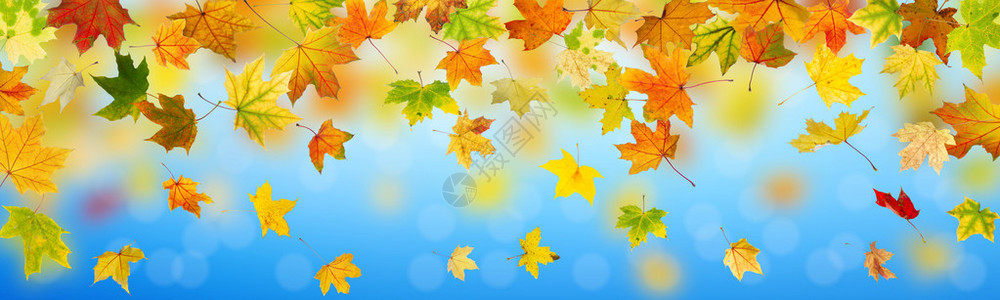 秋天枫叶在自然背景下落的全景图片