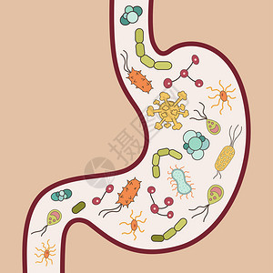 带有和细菌的人类胃图片