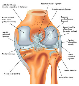 右膝后部的剖析延图片