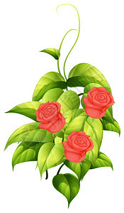 美丽的粉红玫瑰的插图图片