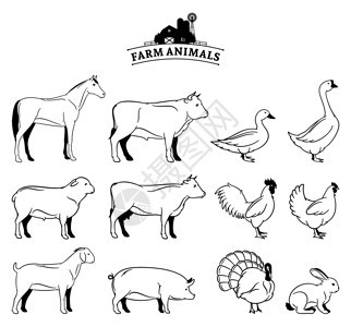 农场动物收藏许多农场动物被白色隔图片
