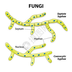 菌类基于细胞分裂的分类有隔膜的菌丝图片