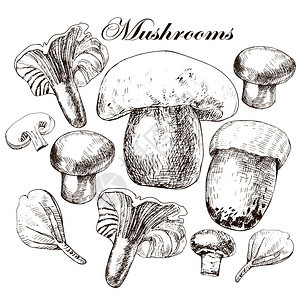 向量组的手绘食用蘑菇矢量图图片
