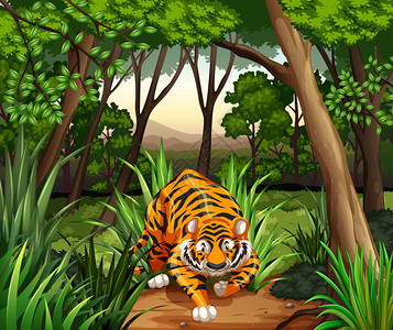 走在丛林中的老虎图片