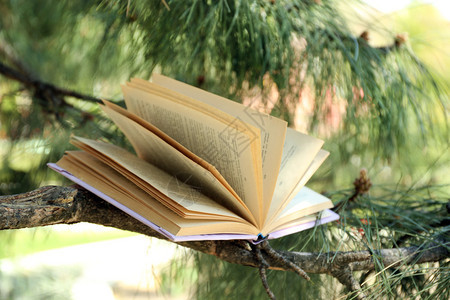 树枝上的书图片