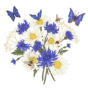 夏季复古花束贺卡与盛开的洋甘菊瓢虫雏菊矢车菊大黄蜂和蓝蝴蝶白色背图片