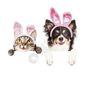 快乐笑的猫和吉娃狗满手爪印在白牌上身着复活节兔子耳朵被图片