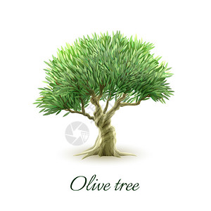 为生产石油海报摘要矢量插图而种植果树以制作石油海报的美丽长青橄榄图片