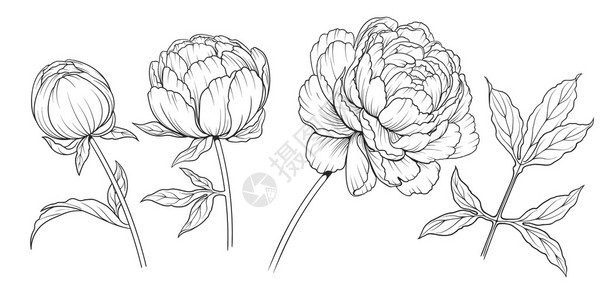 牡丹花的黑白墨水插图背景图片