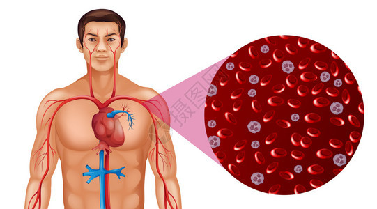 人体插图中的血液循环图片