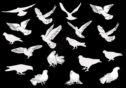 黑色背景的十九只白鸽子用19背景图片