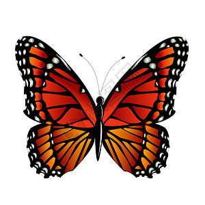Monarch蝴蝶Danaus图片